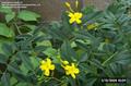 Italian jasmine 